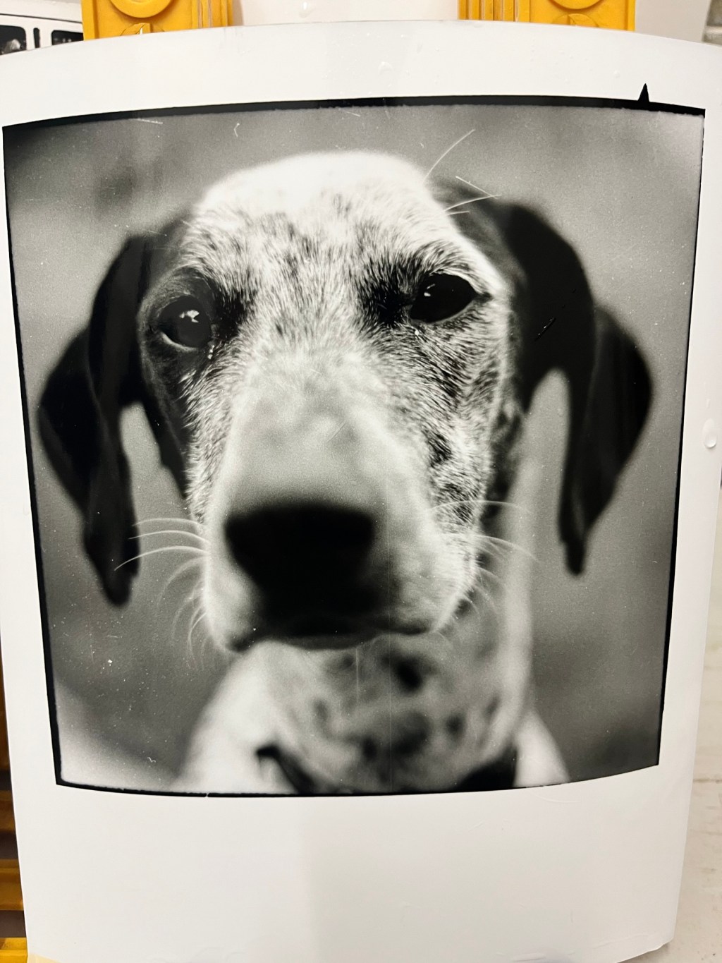 Split Grade Printing with Pepper the&nbsp;Dog